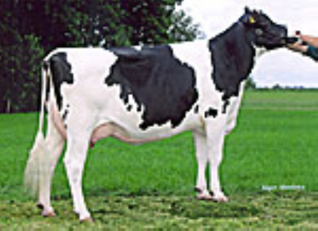 RIVERLAND IKERRY 2y VG-86