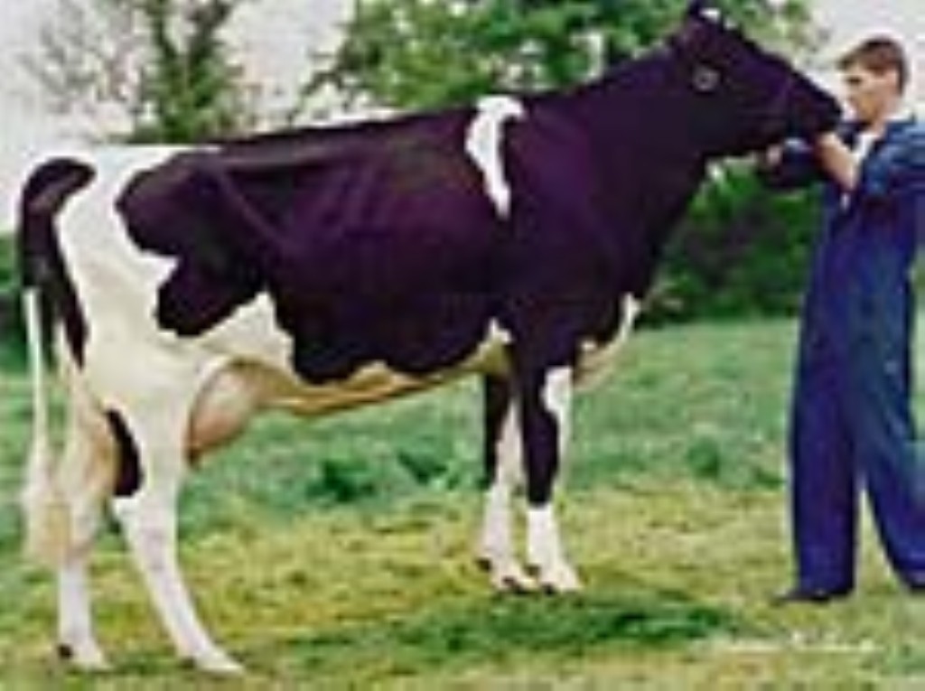 SUNGOLD 2y VG-86