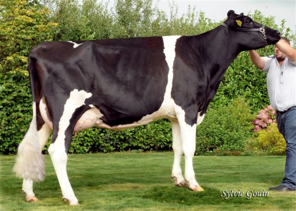 GN Tracy VG-89
