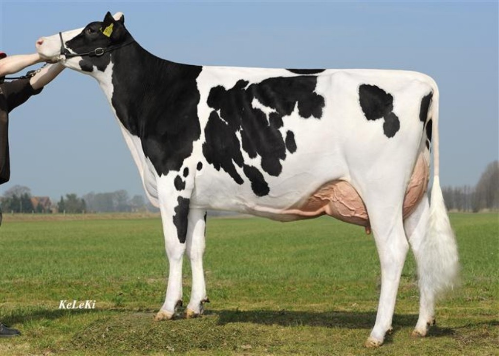 Planet Noblesse 2y VG-86