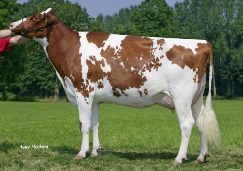 Candlelight P Red 2y VG-86