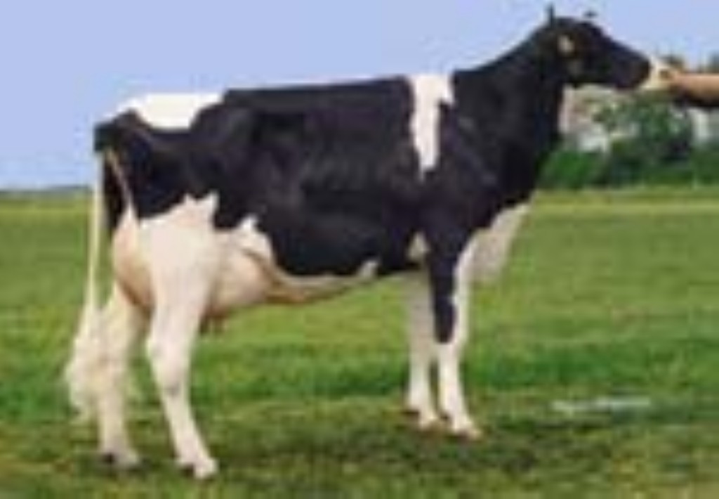 BW BUTTERCUP 2y VG-87