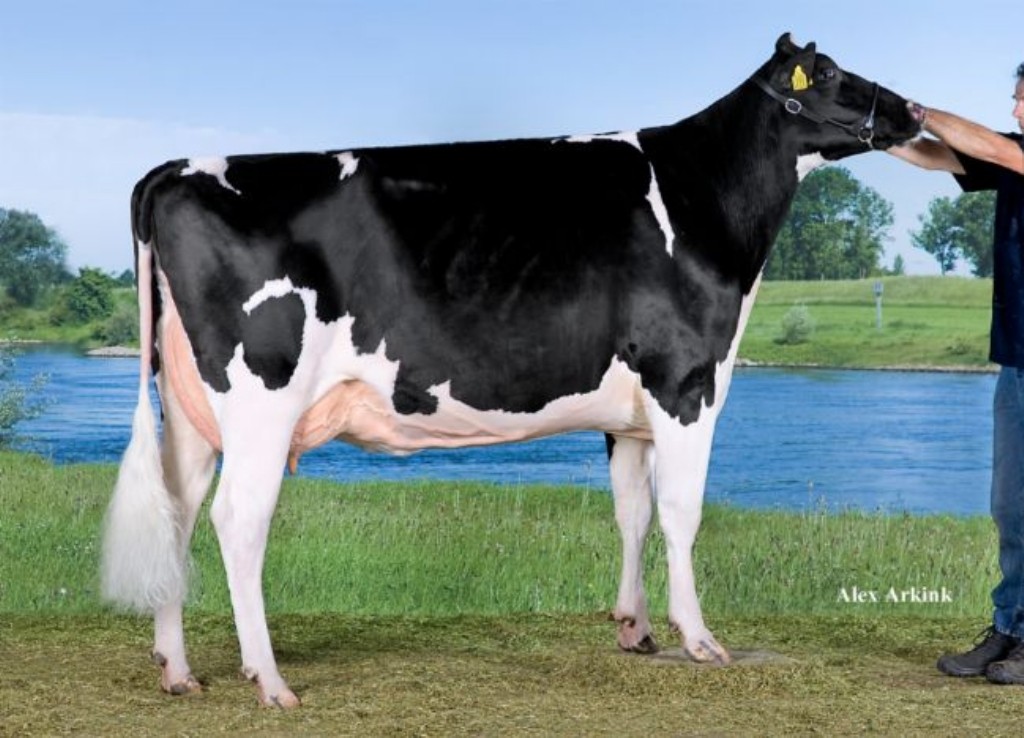 Southland Dorcy Lucy 2y VG.87
