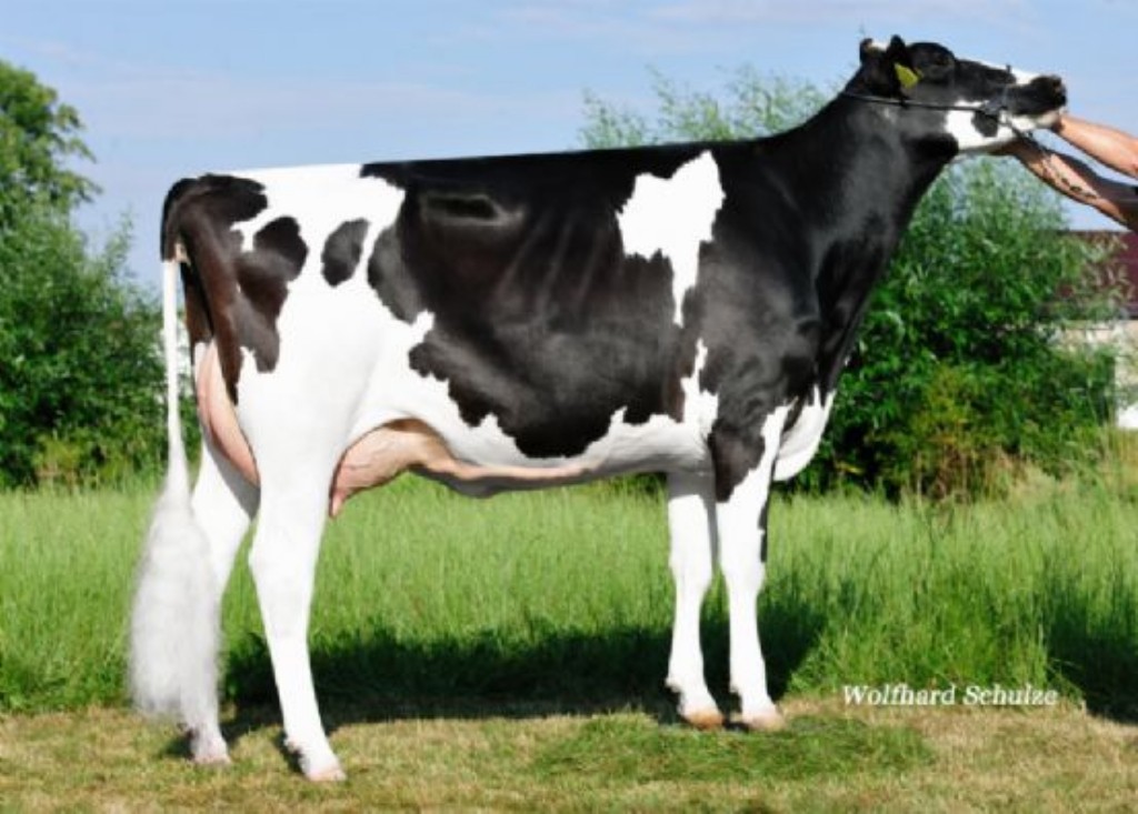 Fever Candy 2y VG-87