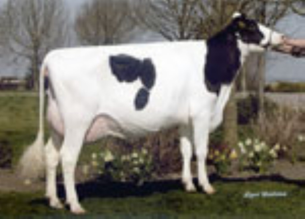 HERSHELL DOLLY 2y VG-85