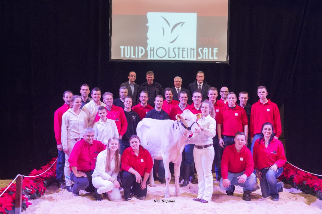 Tulip Holstein Sale 2016