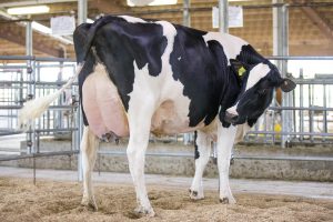 Siemers Holsteins: Better cows simply provide better results!