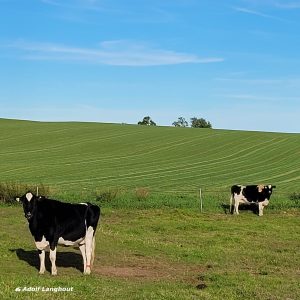 Global Holstein Cow 2023: Siemers Lambda Paris 27856 EX-91