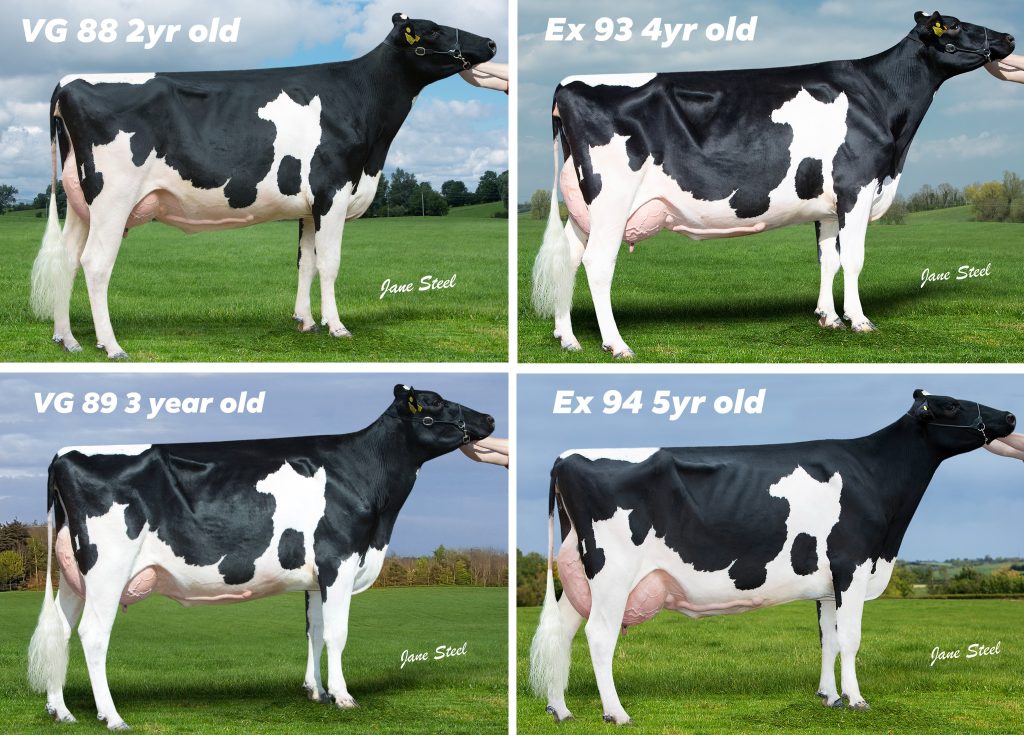 Meest fotografeerde koe op Relough Holsteins