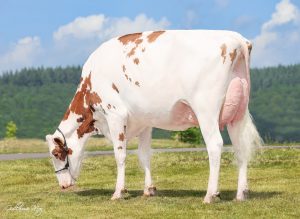 A-L-H Luck E Altitude Kandie 2y VG-86