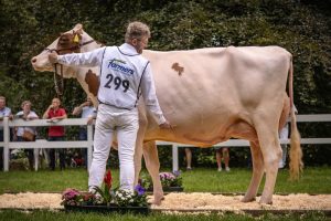 Red Holstein Champion delivered by ALH