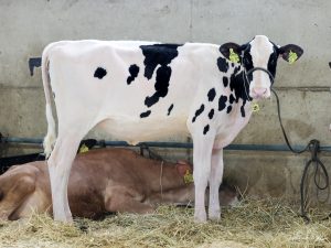 Great returns for ALH embryo deliveries on the Nosbisch Dispersal / German Masters Sale